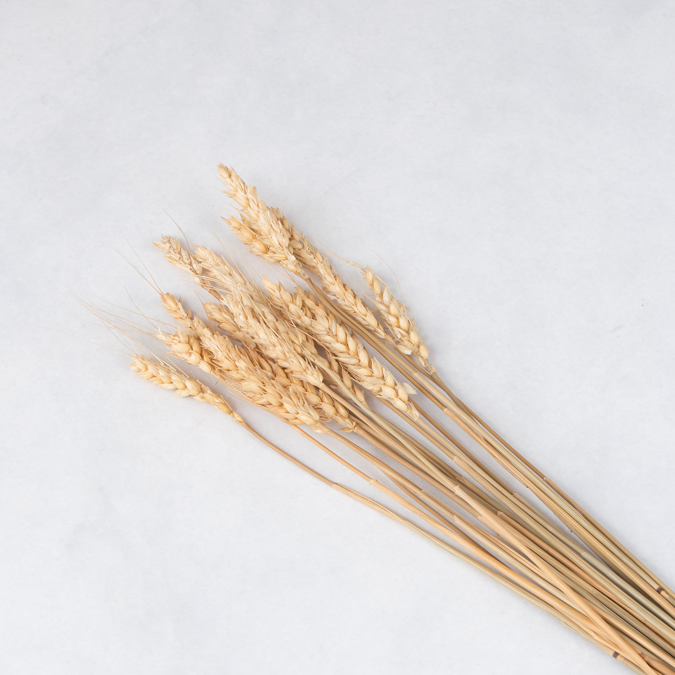 Natural Dried Wheat Bouquet