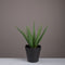 Artificial aloe vera plant - Urban Home